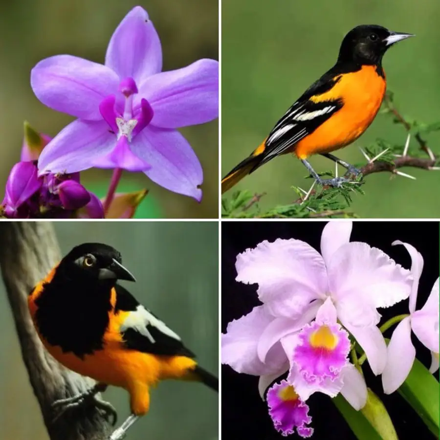 Simbolos Naturales. La Orquídea y el Turpial